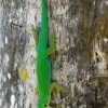 Felsuma - Phelsuma sundbergi - Seychelles Giant Day Gecko o1303